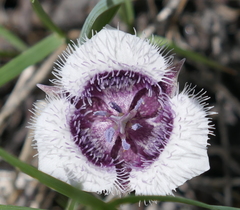Calochortus elegans nanus