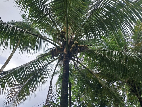 Cocos nucifera observed 2026-09-15