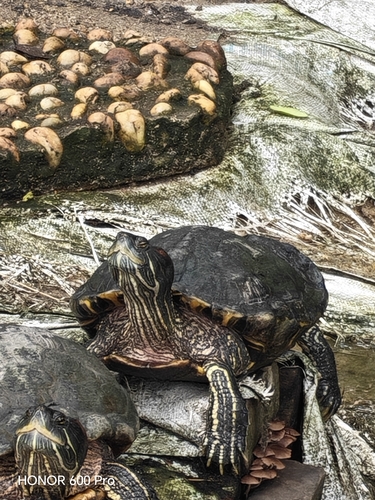 Red-eared Slider