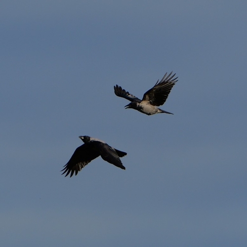 Hooded Crow