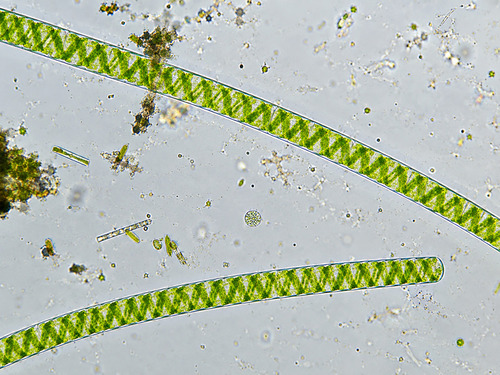 Spirogyra