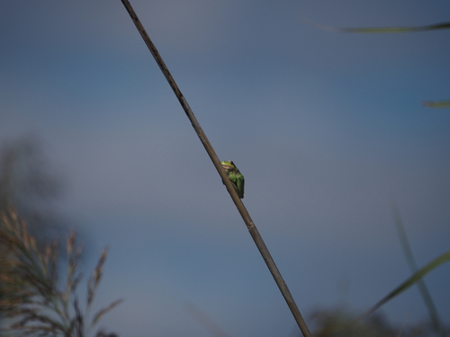 Eastern Tree Frog