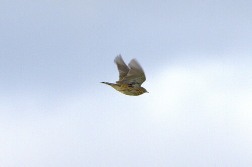 Meadow Pipit