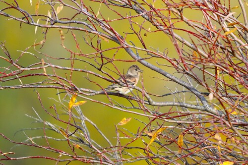 Brambling
