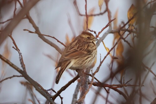 Reed Bunting