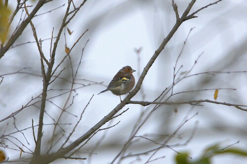 Common Chaffinch