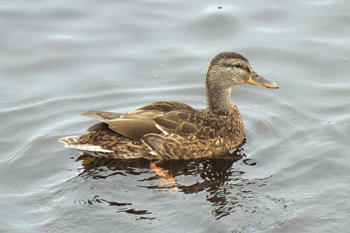 Mallard