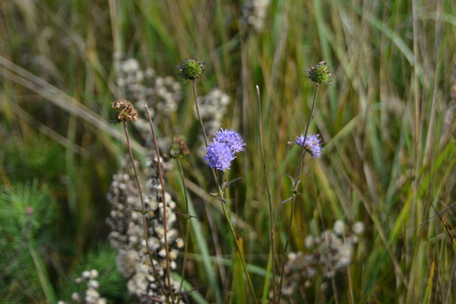 Succisa pratensis, photograph 3
