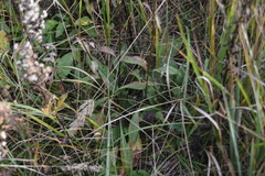 Succisa pratensis, photograph author not stated, no rights reserved