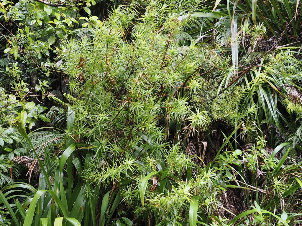 Dracophyllum strictum; photograph (c) Angus Campbell, some rights reserved (CC BY)