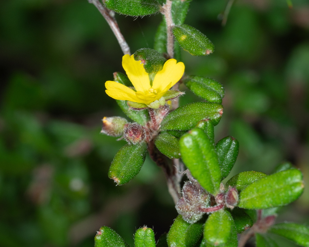 Hibbertia aspera; photograph (c) Paul Whitington, some rights reserved (CC BY)