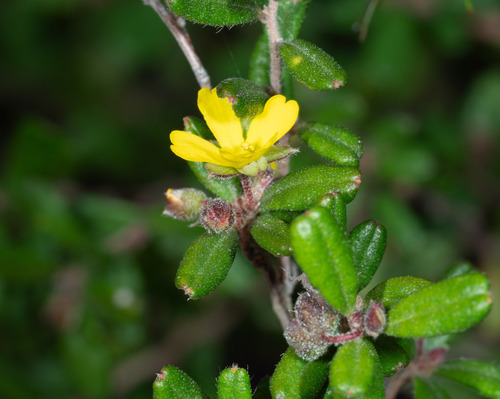 Hibbertia aspera observed 2026-09-24