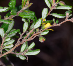 (c) Paul Whitington, some rights reserved (CC BY) Hibbertia aspera, photograph (c) Paul Whitington, some rights reserved (CC BY)