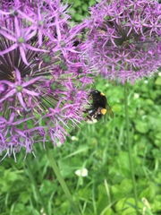 Bombus
