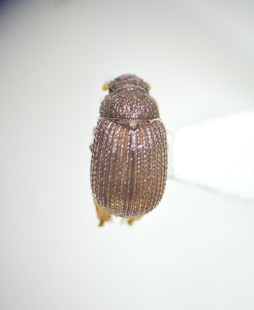 Glaresis tumida