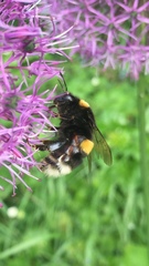 Bombus