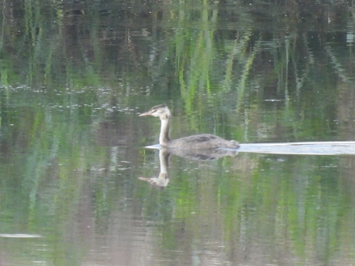 Great Crested Grebe