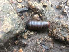 Arthrosphaera
