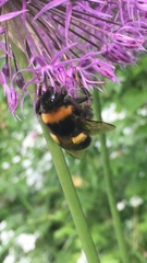 Bombus