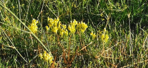 common toadflax