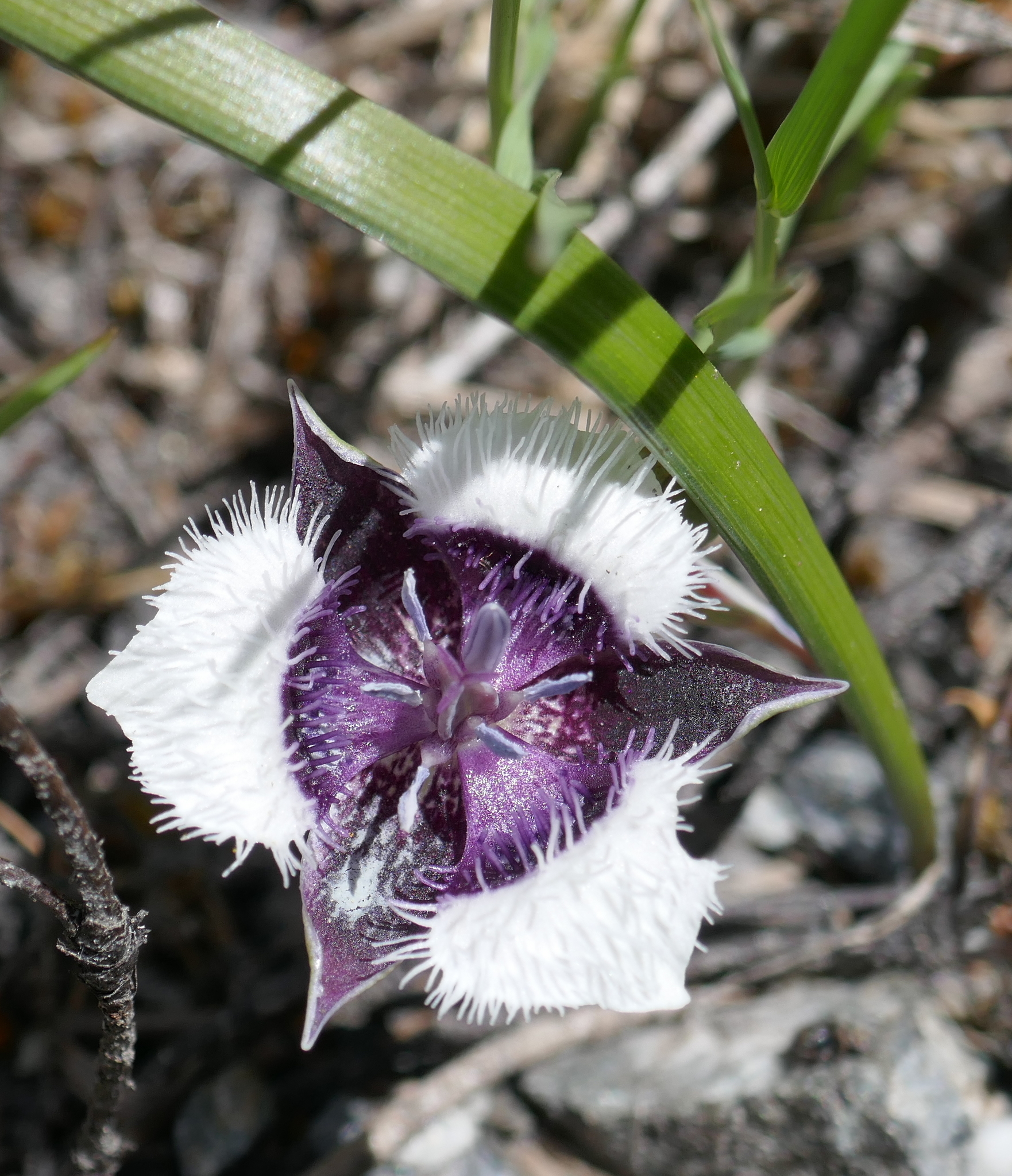 Calochortus elegans var. nanus