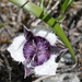 Calochortus elegans nanus - Photo (c) passiflora4, some rights reserved (CC BY-NC), uploaded by passiflora4