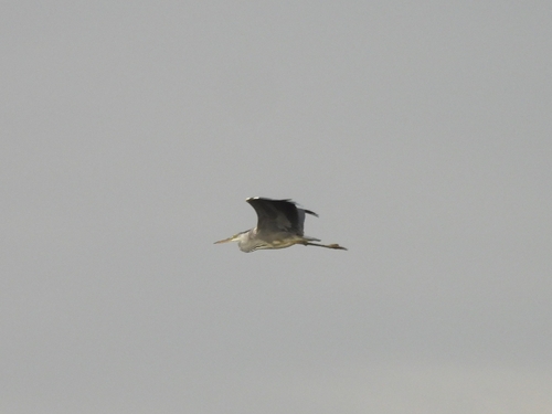Grey Heron