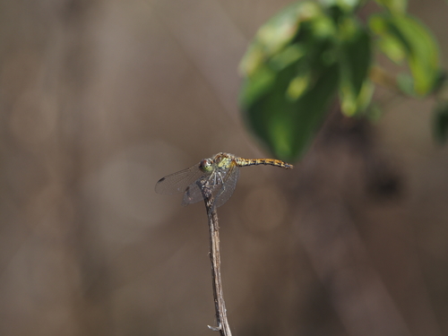 Common Darter