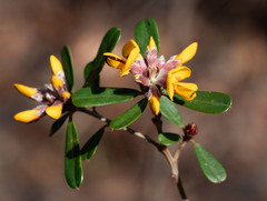 Pultenaea daphnoides, photograph (c) Paul Whitington, some rights reserved (CC BY)