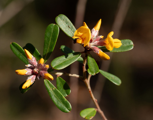 Pultenaea daphnoides, photograph 5