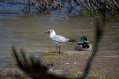 Chroicocephalus ridibundus