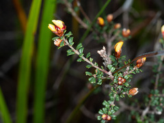 Pultenaea retusa