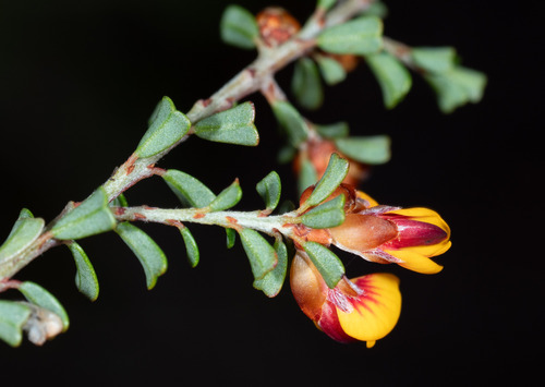 Pultenaea retusa, photograph 1