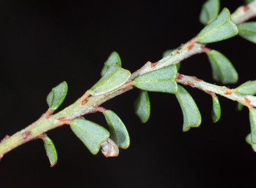 Pultenaea retusa, photograph 2