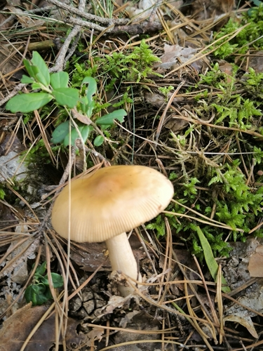 Tawny Grisette