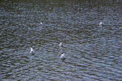 Chroicocephalus ridibundus