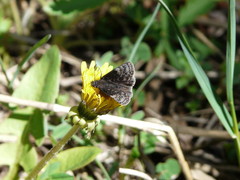 Erynnis lucilius