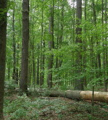 Poecile carolinensis