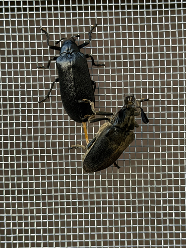Cedar Beetle