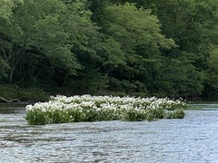 Hymenocallis coronaria