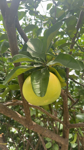 Citrus maxima observed 2026-09-24