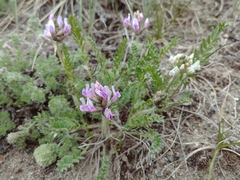 Oxytropis borealis