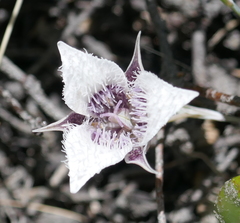 Calochortus elegans nanus