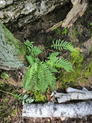 common polypody