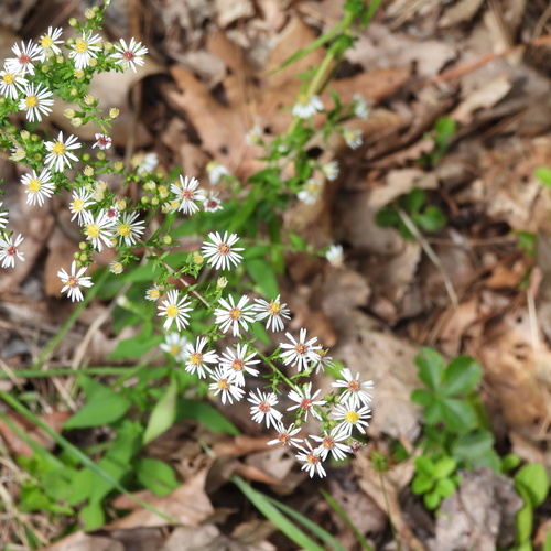 calico aster