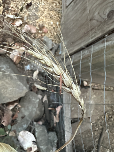 Triticum aestivum