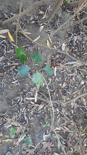 Populus nigra, photograph 1