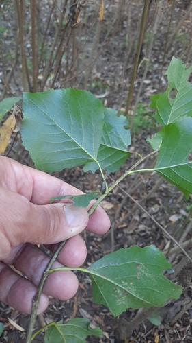 Populus nigra, photograph 4