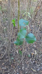 Populus nigra, photograph (c) Константин Селивёрстов, some rights reserved (CC BY)