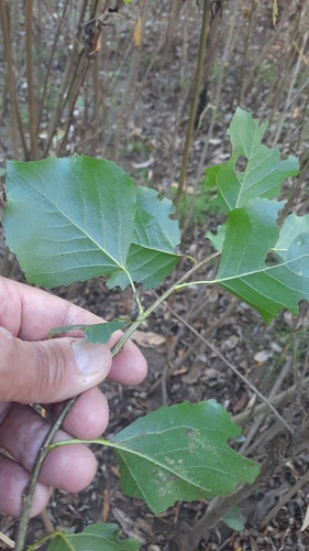 Populus nigra, photograph 2